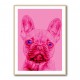 Pink French Bulldog