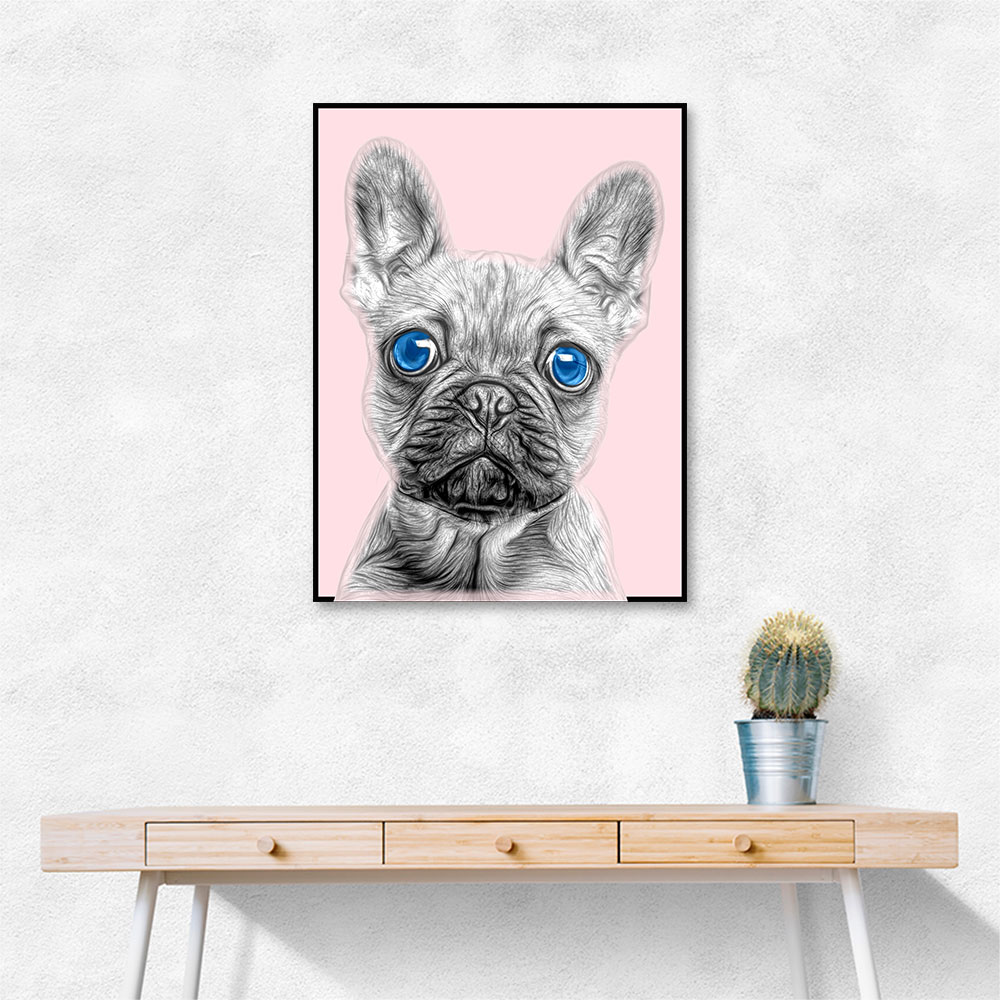 Big Blue Eyed French Bulldog