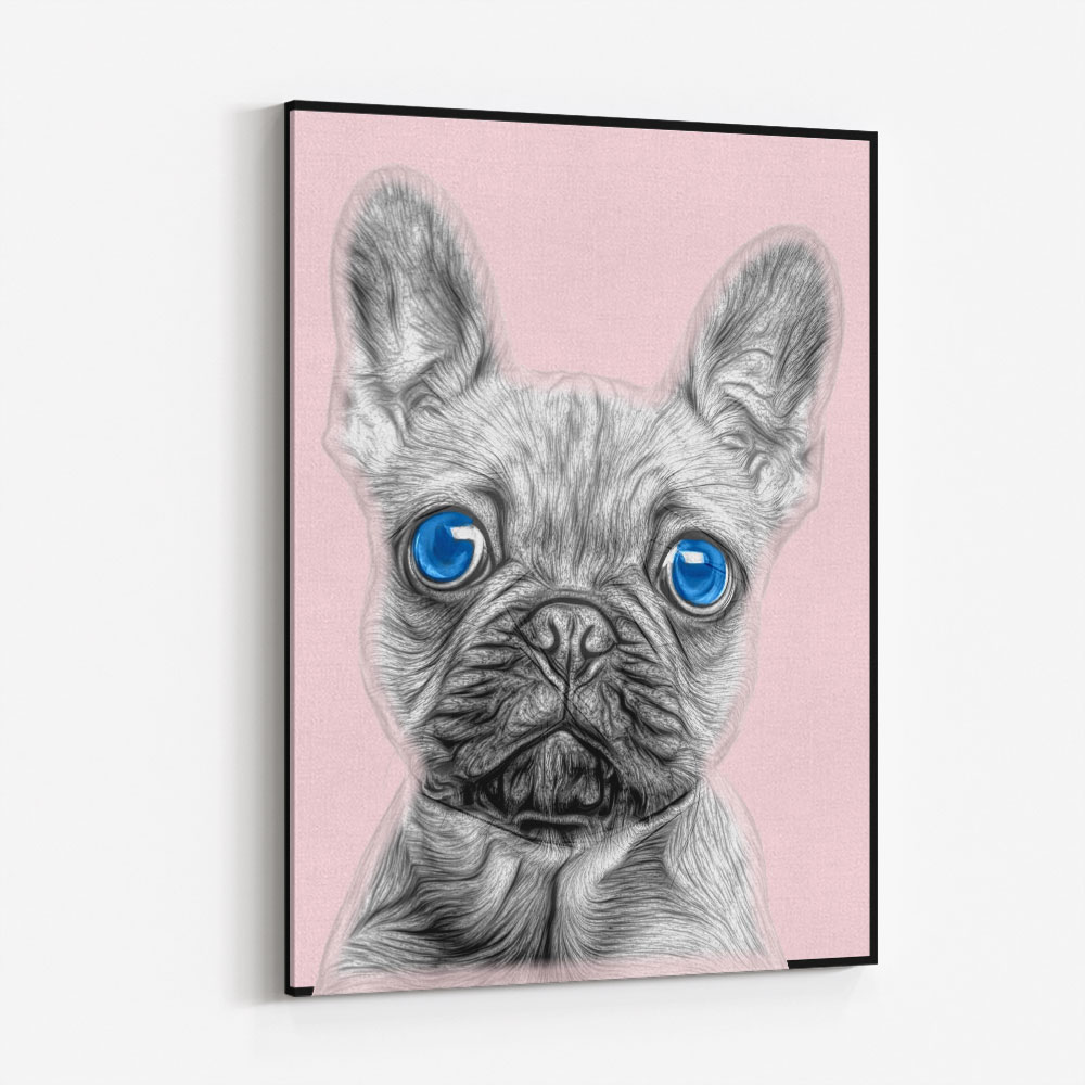 Big Blue Eyed French Bulldog