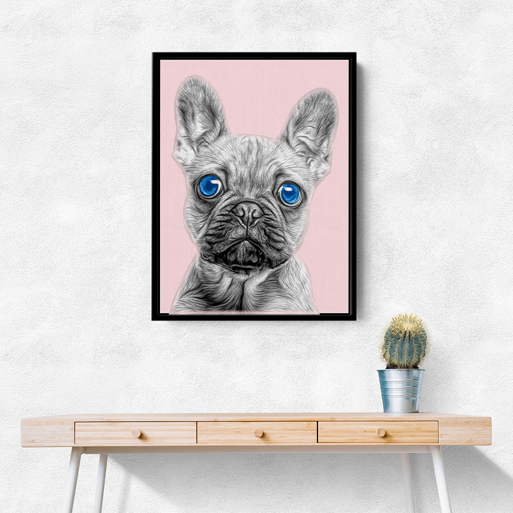 Big Blue Eyed French Bulldog