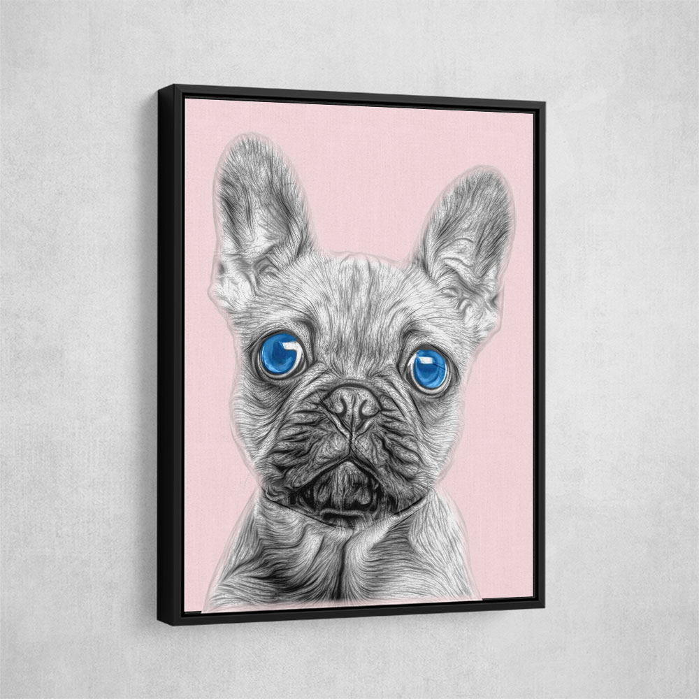 Big Blue Eyed French Bulldog