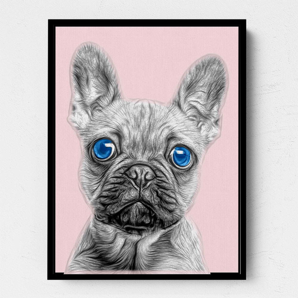 Big Blue Eyed French Bulldog