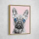 Big Blue Eyed French Bulldog