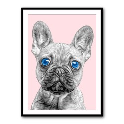 Big Blue Eyed French Bulldog