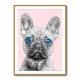 Big Blue Eyed French Bulldog