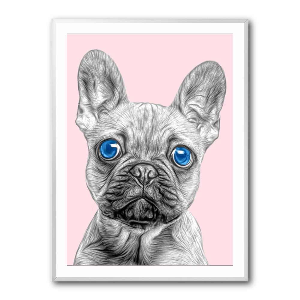 Big Blue Eyed French Bulldog