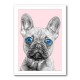 Big Blue Eyed French Bulldog