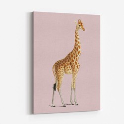 Giraffe Vintage Illustration Pink