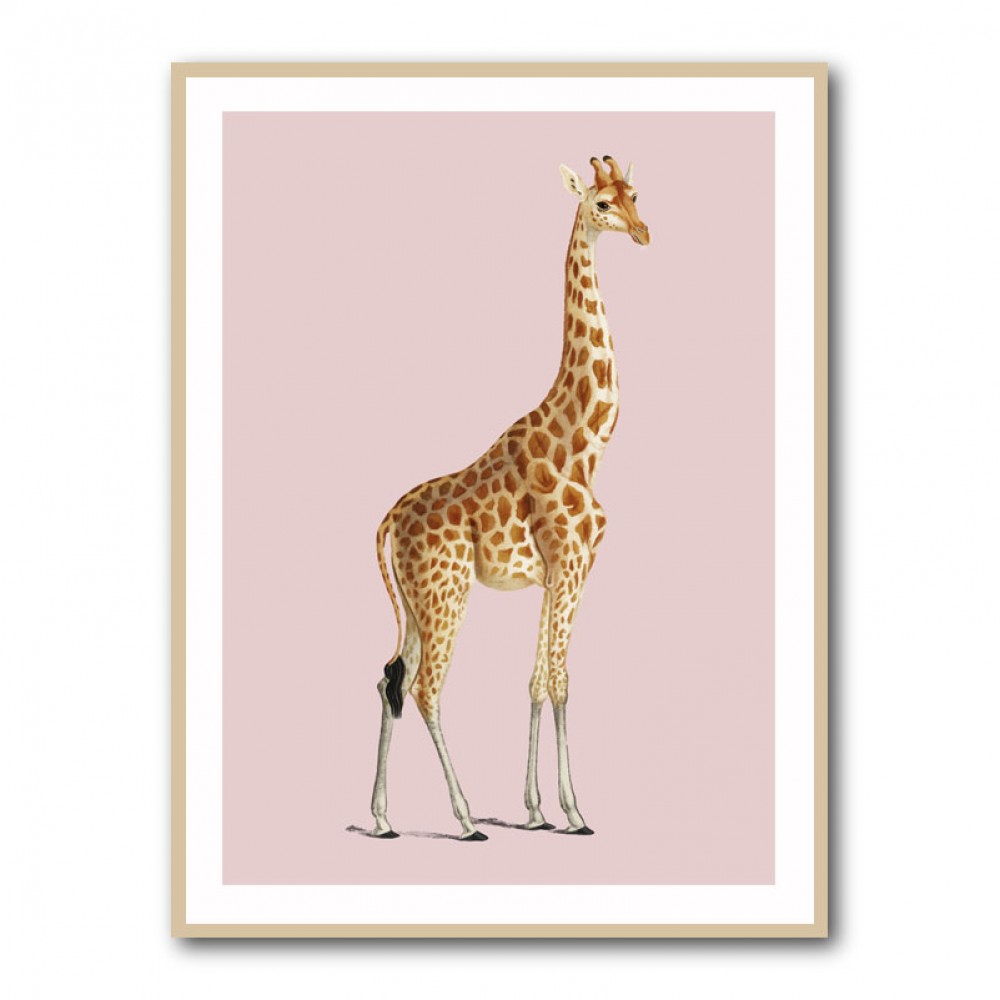 Giraffe Vintage Illustration Pink