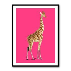 Giraffe Vintage Illustration Bright Pink