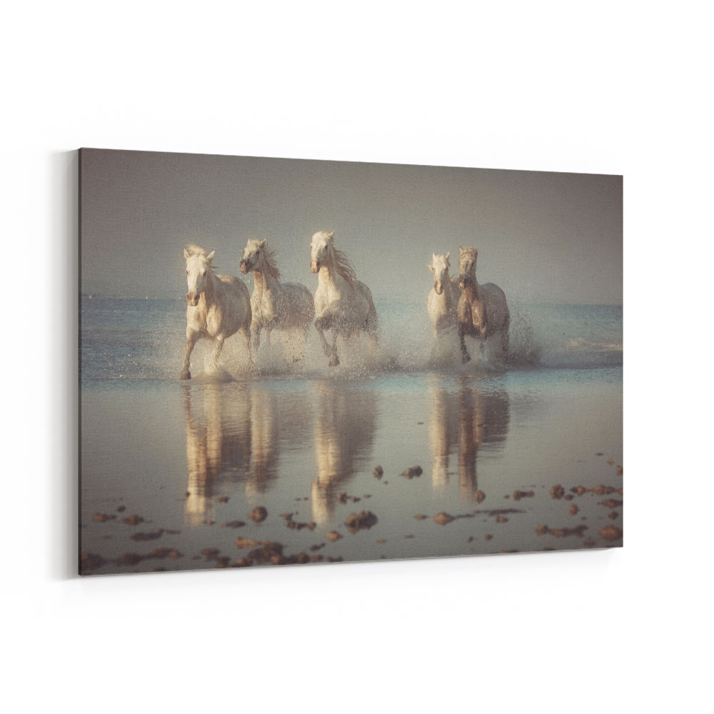 Camargue Horses