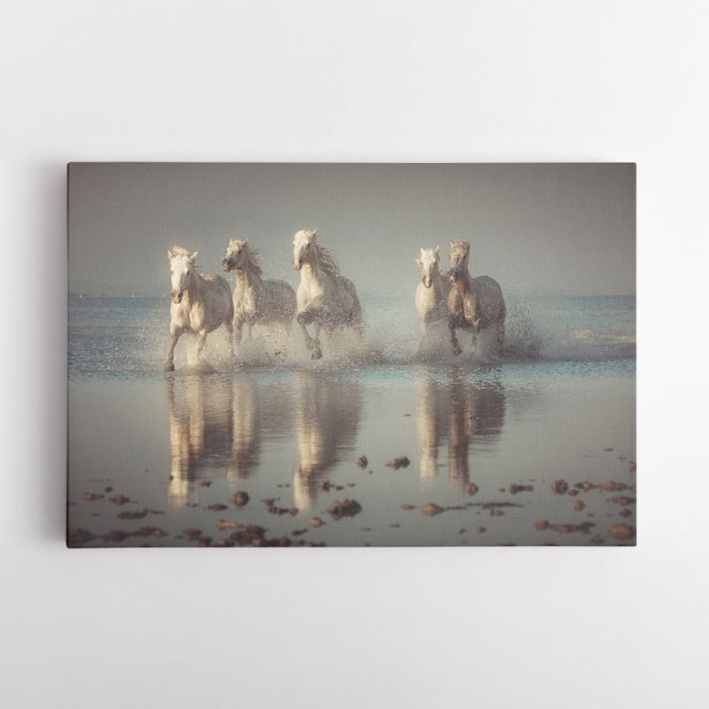 Camargue Horses