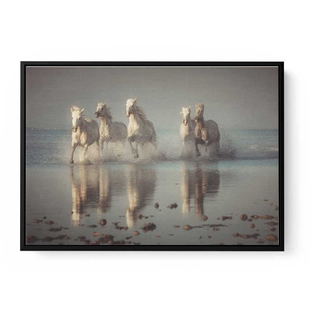 Camargue Horses