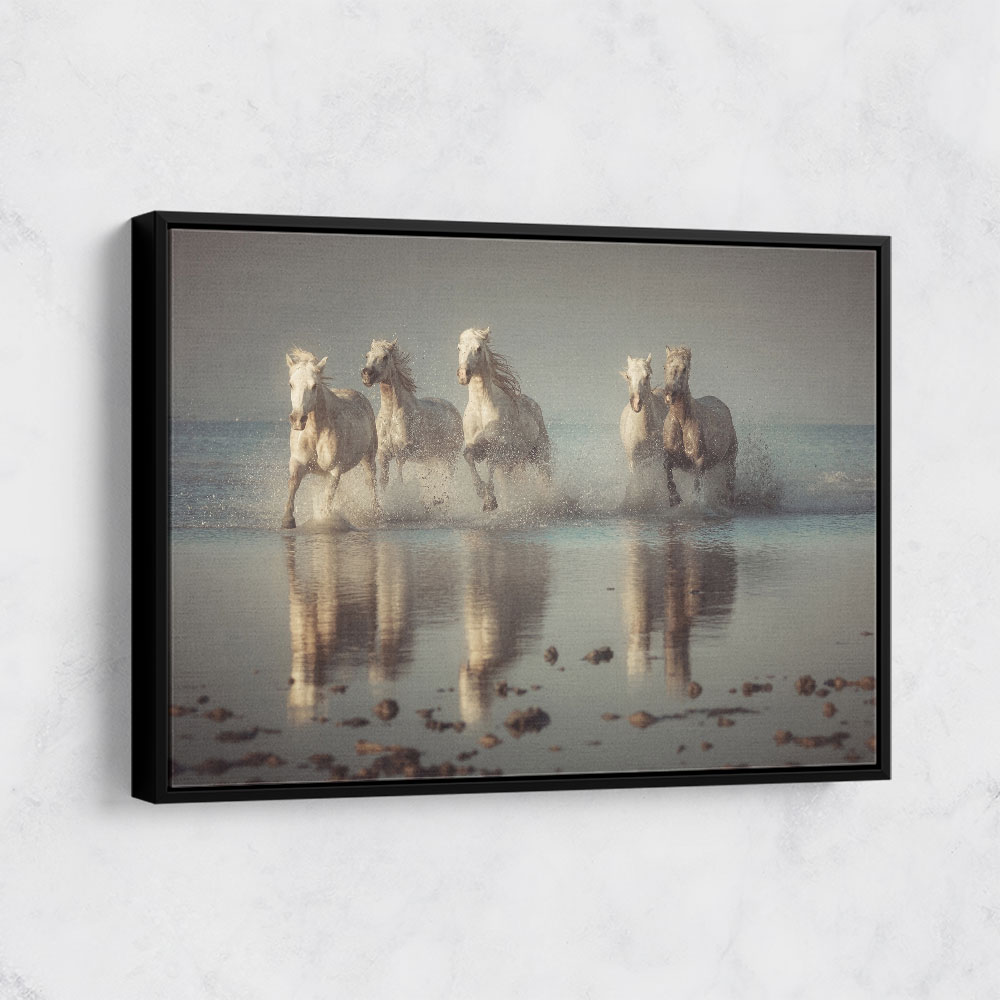 Camargue Horses