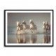 Camargue Horses