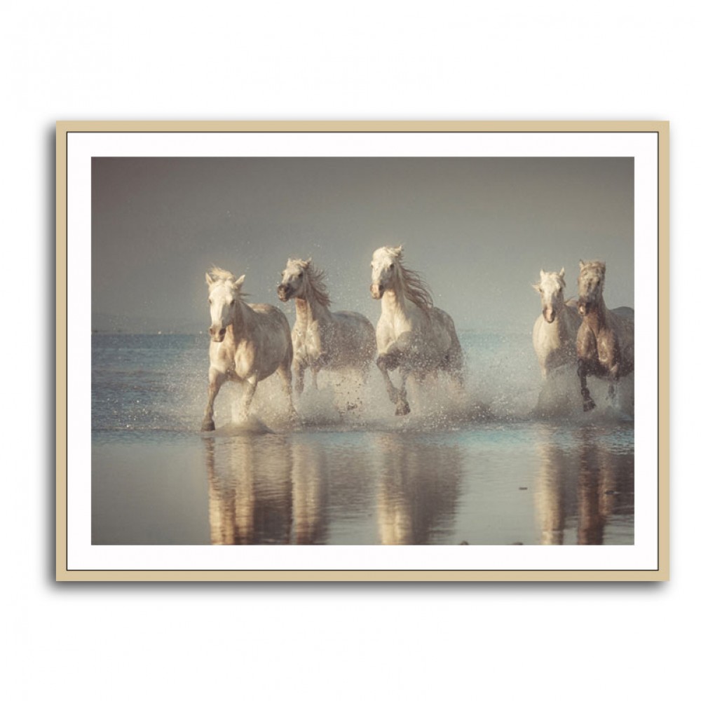 Camargue Horses