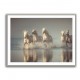 Camargue Horses