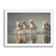 Camargue Horses