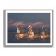 Angels of Camargue 2