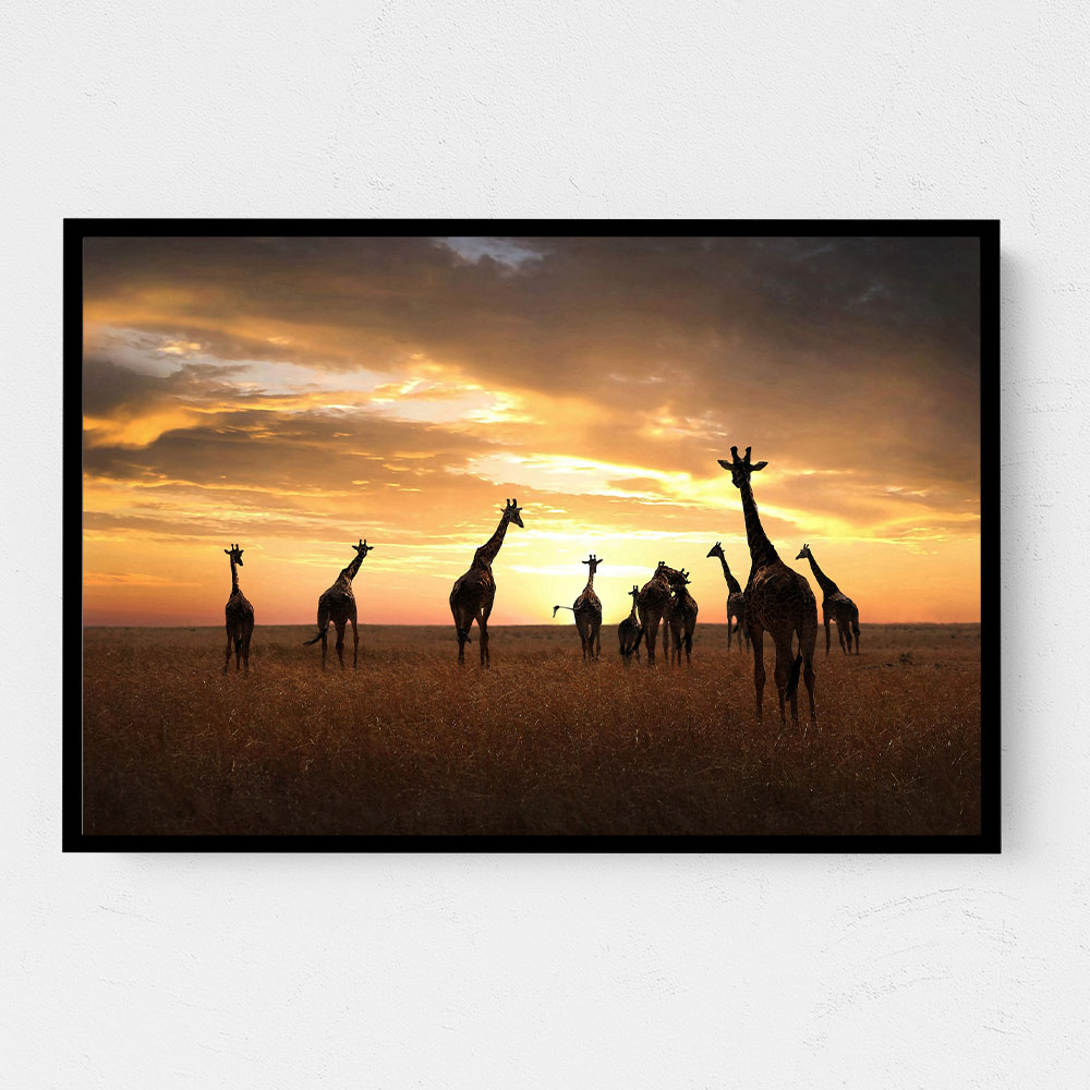 Giraffe Family Giraffe Family