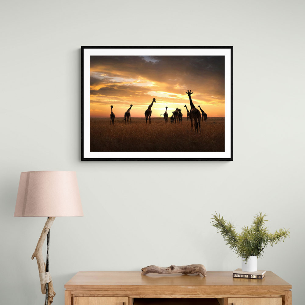 Giraffe Family Giraffe Family