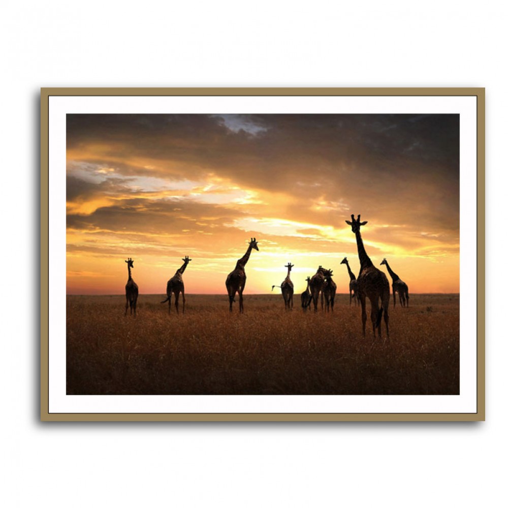 Giraffe Family Giraffe Family