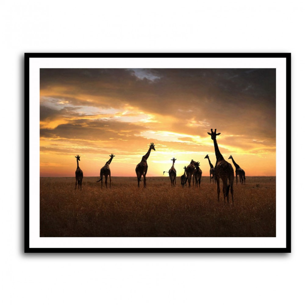Giraffe Family Giraffe Family