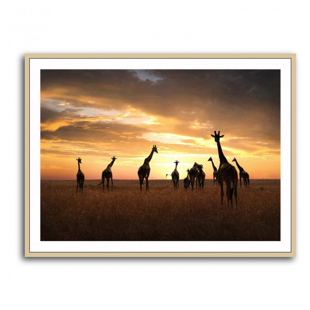 Giraffe Family Giraffe Family