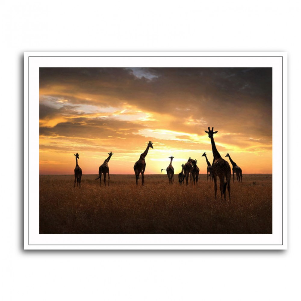 Giraffe Family Giraffe Family