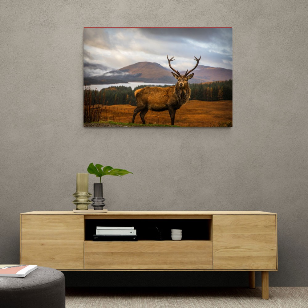 Scottish Stag