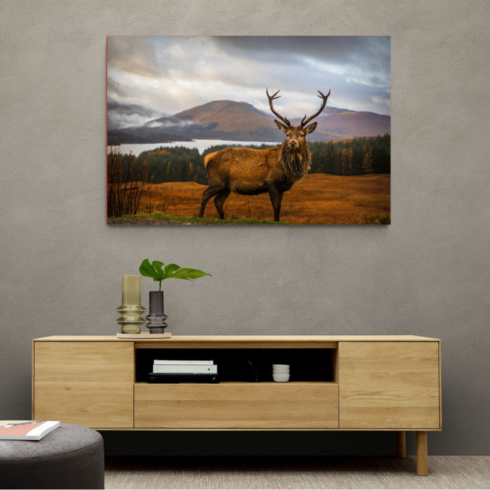 Scottish Stag