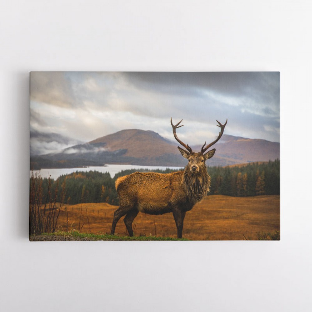 Scottish Stag