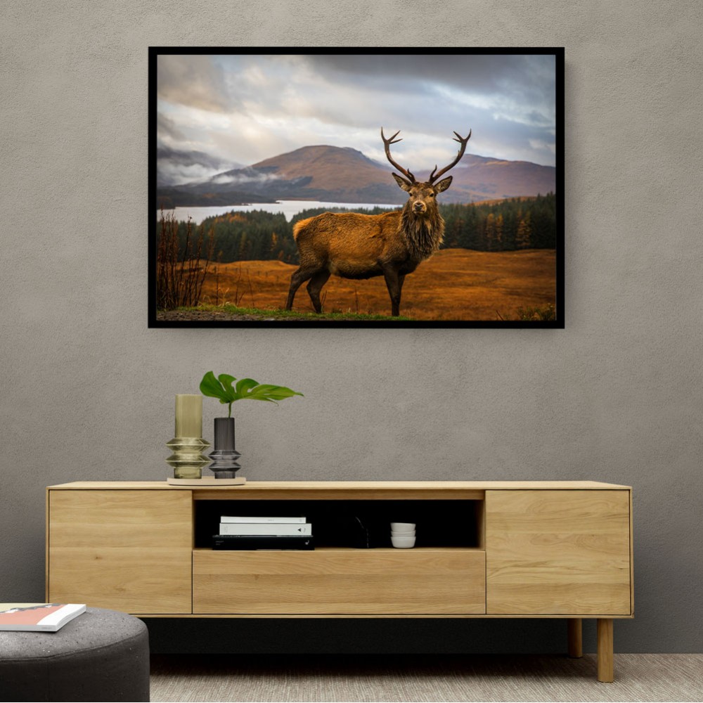 Scottish Stag