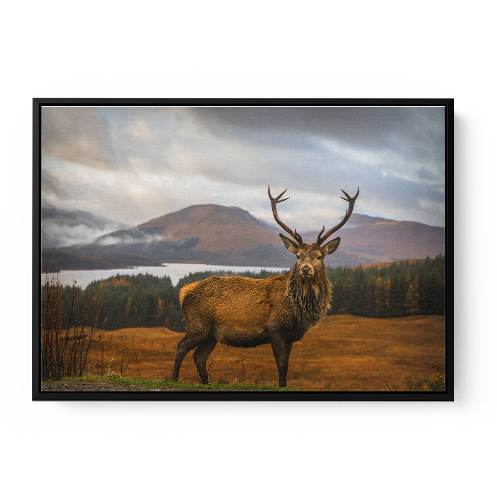 Scottish Stag