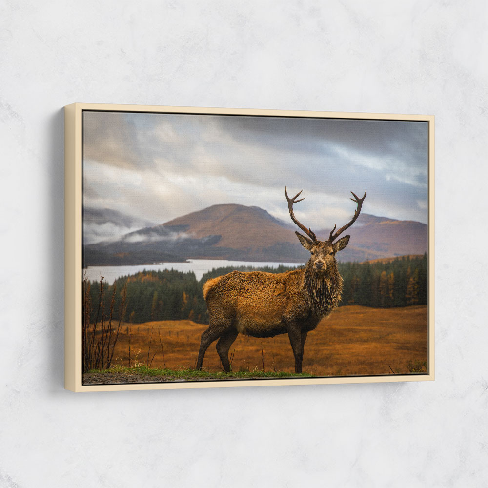 Scottish Stag