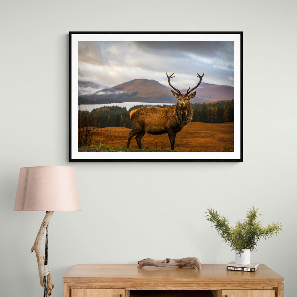 Scottish Stag