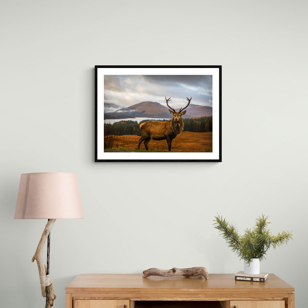 Scottish Stag