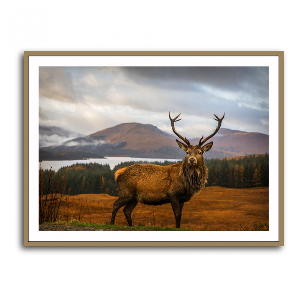 Scottish Stag