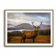 Scottish Stag