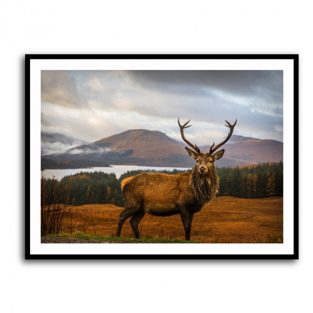 Scottish Stag