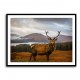 Scottish Stag