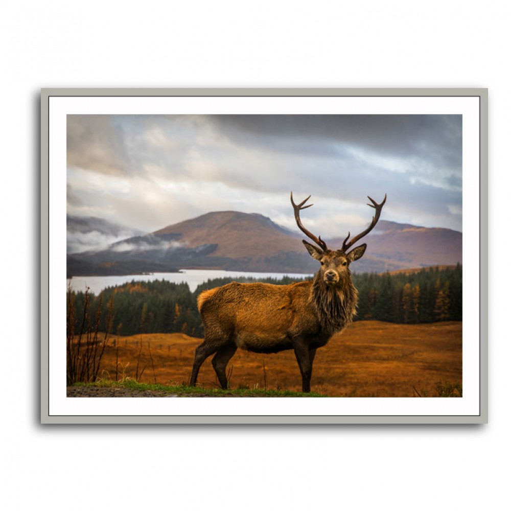 Scottish Stag