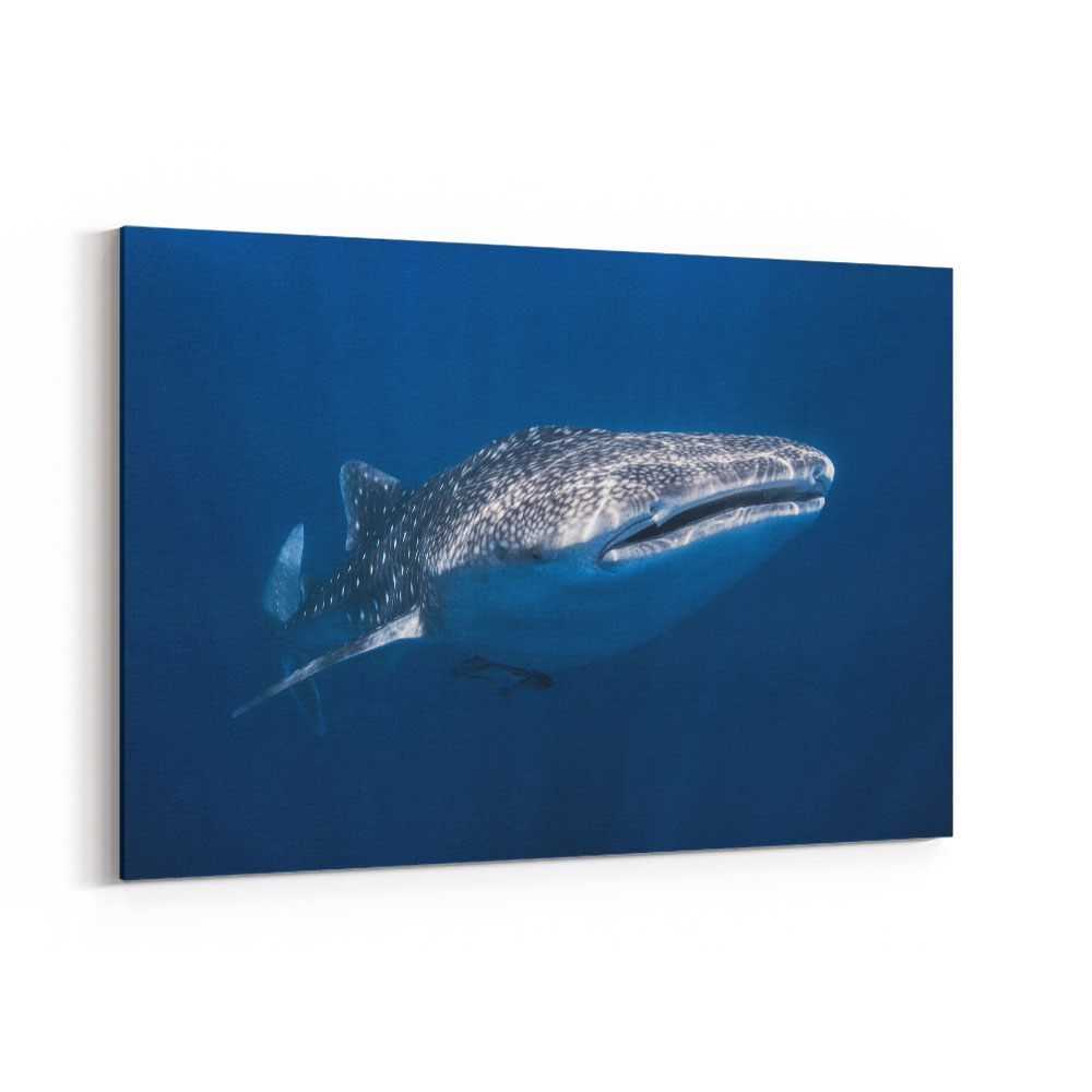 Whale Shark