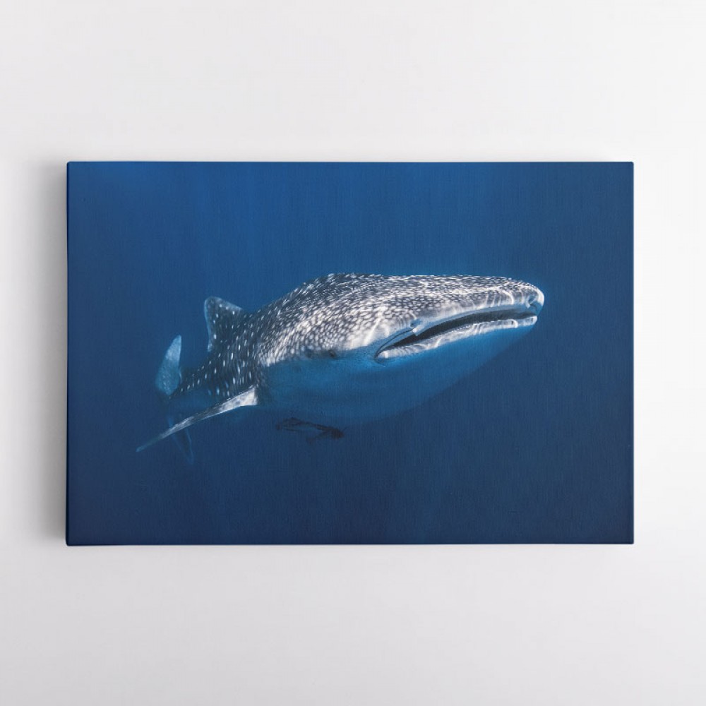 Whale Shark