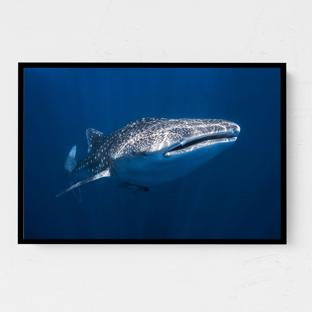 Whale Shark