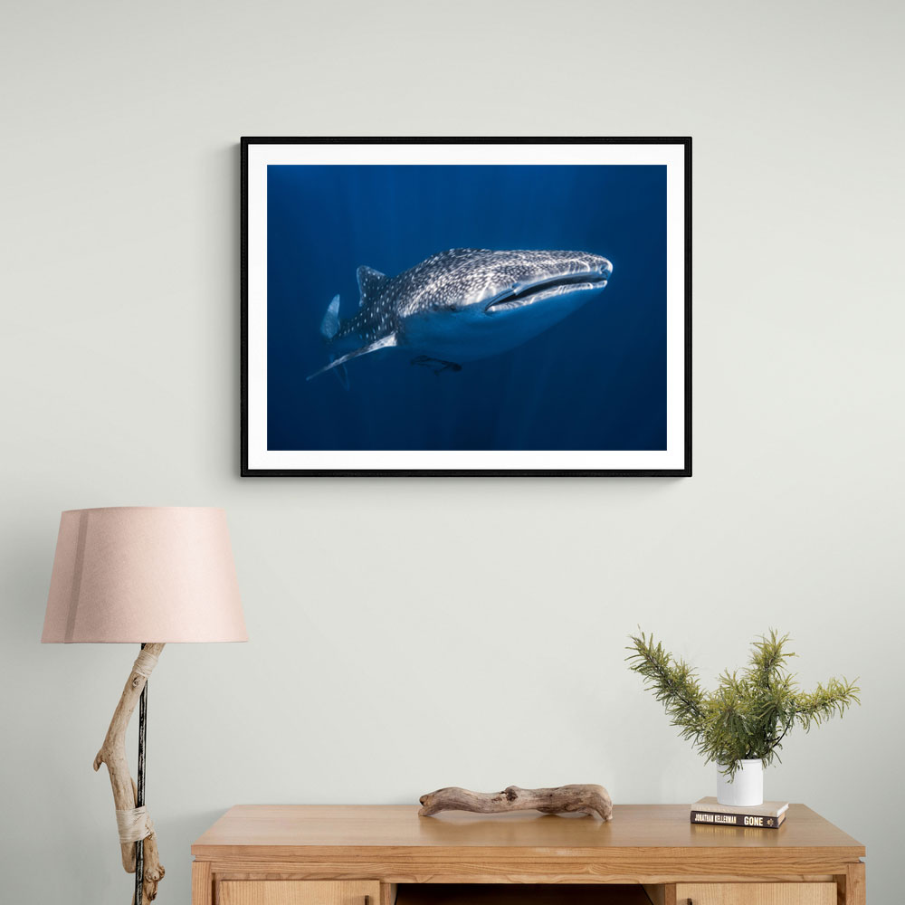 Whale Shark