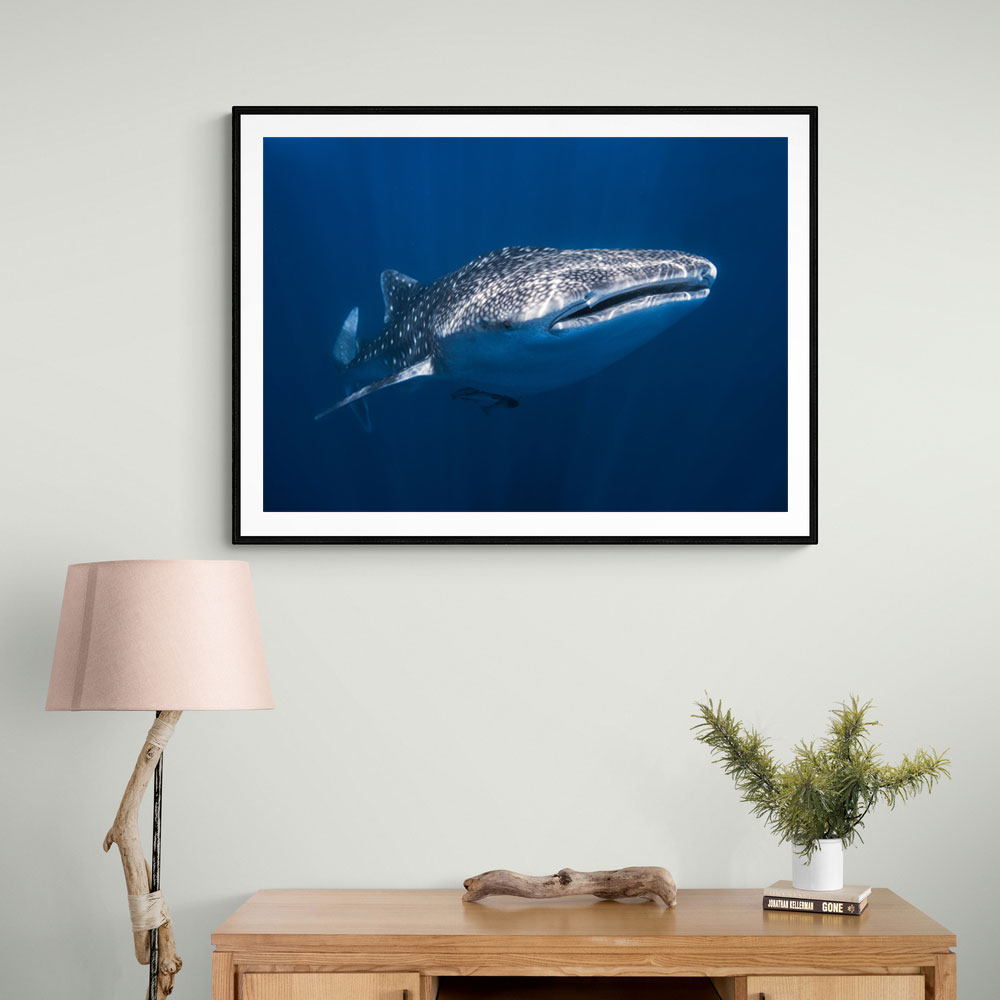 Whale Shark