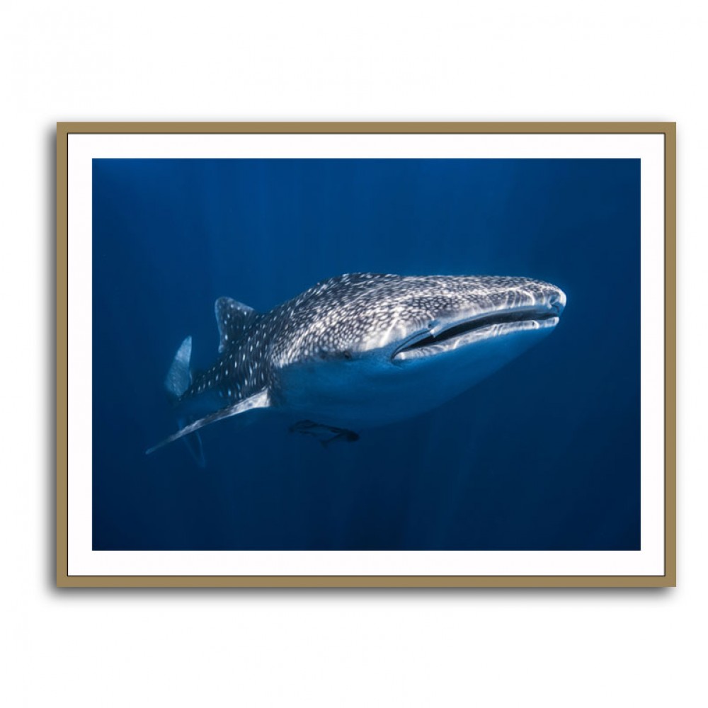 Whale Shark