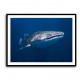 Whale Shark