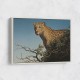 Tree Leopard Tree Leopard